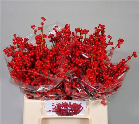 <h4>Ilex Ve Rode Bes 40cm</h4>