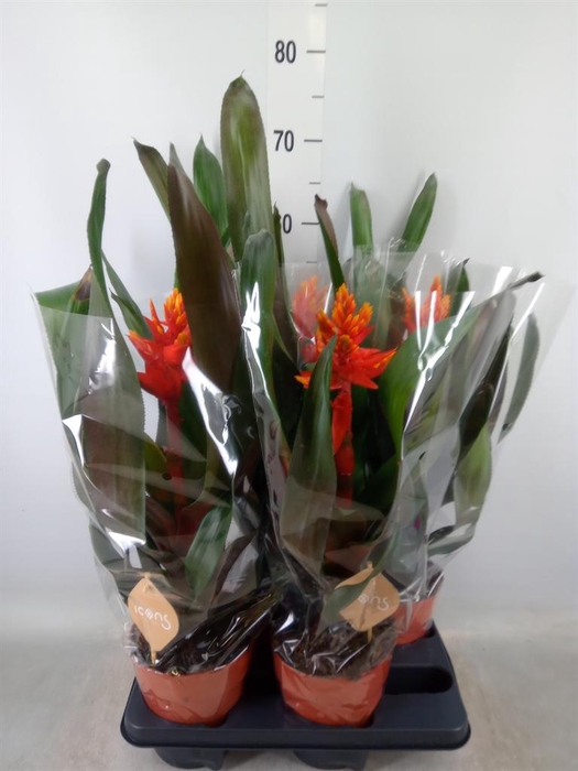 <h4>Aechmea   ...</h4>