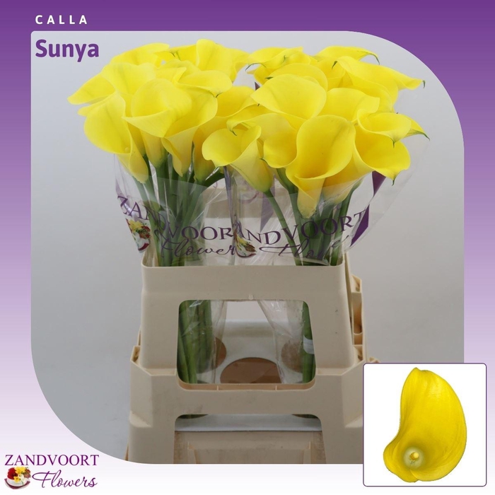 <h4>Calla Sunya | Heavy Quality</h4>