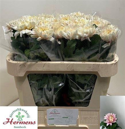 <h4>Chr G Pandion Salmon</h4>