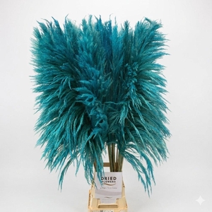 Dried Cortaderia Sacuara Turquoise