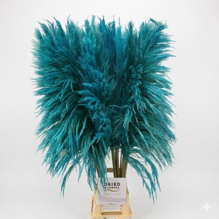 <h4>Dried Cortaderia Sacuara Turquoise</h4>