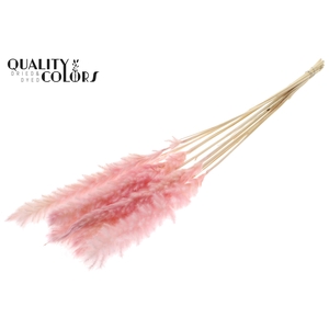 Fluffy Pampas 10pc/bunch Bleached Light Pink
