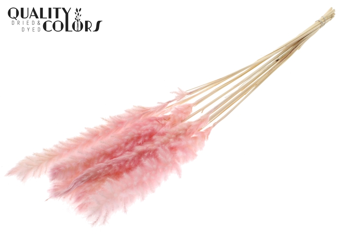 Fluffy Pampas 10pc/bunch Intense Light Pink