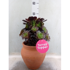 Aeonium arboreum 'Velours'