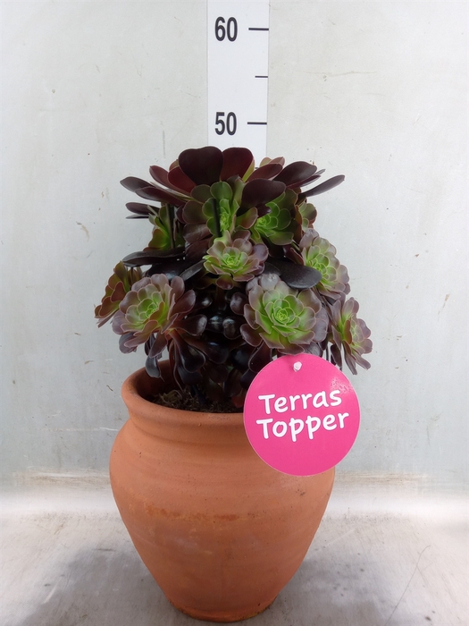 <h4>Aeonium arboreum 'Velours'</h4>