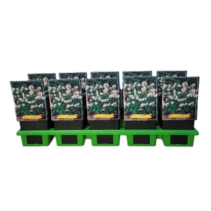 Geranium x cantabrigiense Biokovo