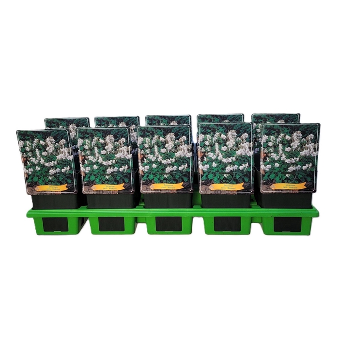 <h4>Geranium x cantabrigiense Biokovo</h4>