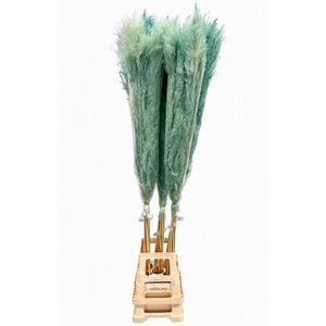 Dried Cortaderia Dadang Light Blue 170cm P Stem