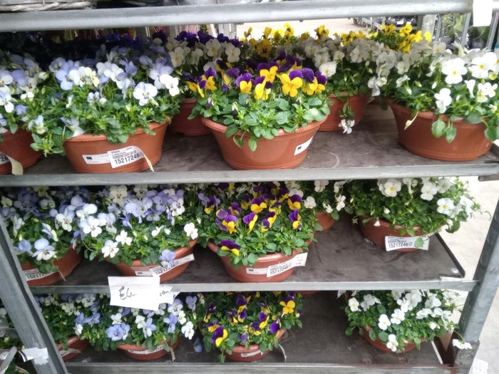 <h4>Viola   ...mix</h4>