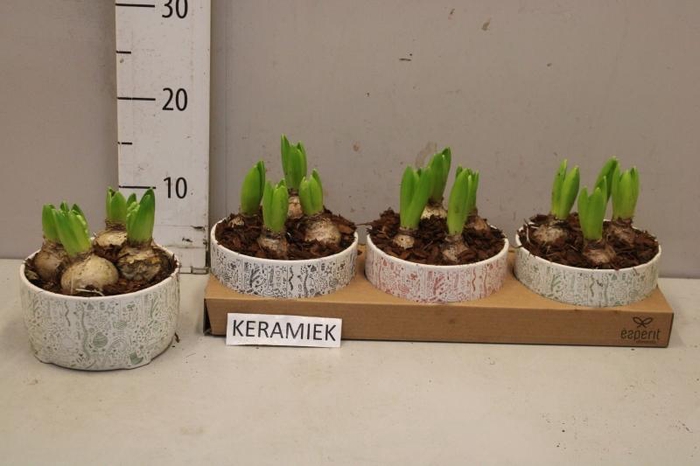 <h4>ARR HYACINTH</h4>