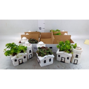 Arr.   Kamerplant Groen L%