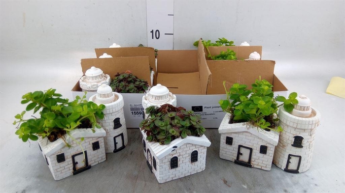 <h4>Arr.   Kamerplant Groen L%</h4>