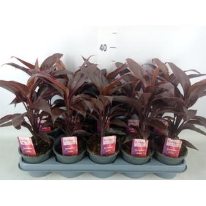 Cordyline fruti. 'Mambo'
