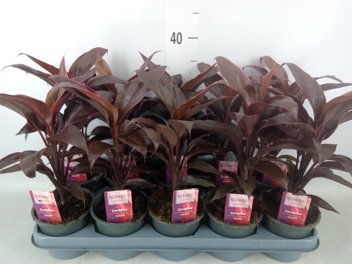 <h4>Cordyline fruti. 'Mambo'</h4>
