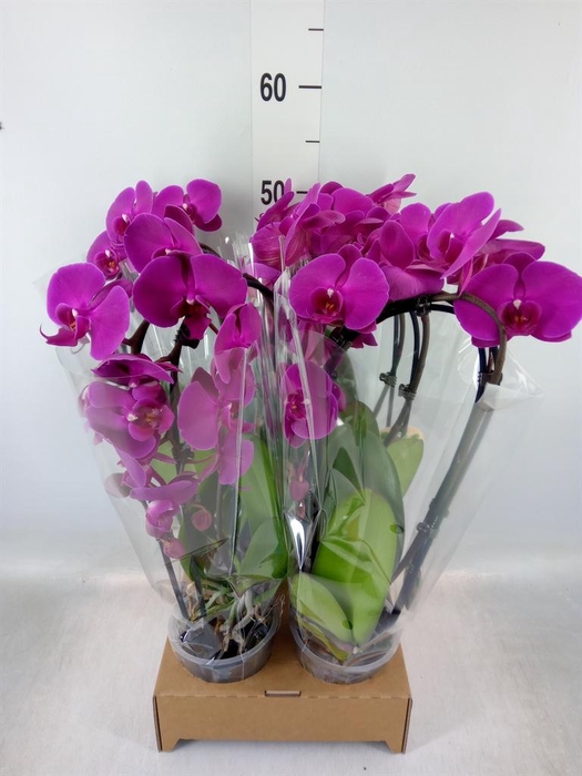 <h4>Phalaenopsis  'Elegant Cascade'</h4>