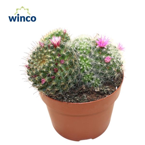 <h4>Mammillaria Bocasana (flowering)</h4>