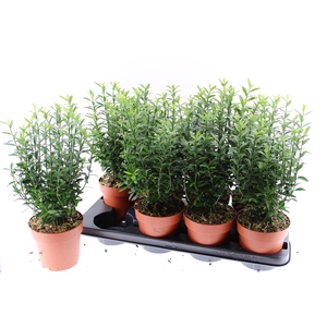 EUONYMUS JA MICROPHY