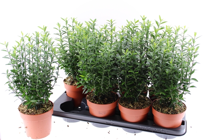 <h4>EUONYMUS JA MICROPHY</h4>