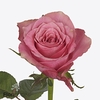 Rosa large shamita