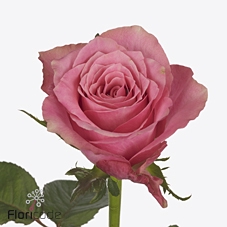 Rosa large shamita