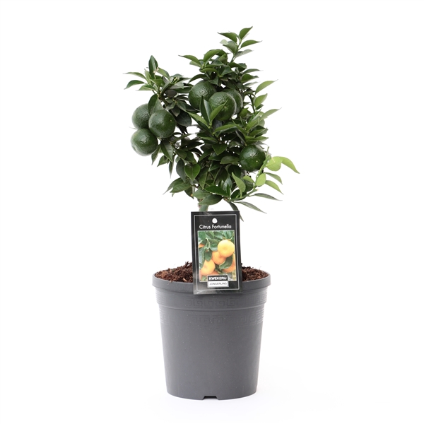 <h4>Citrus Mandarin</h4>
