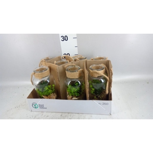 Arr.   Kamerplant Groen L%