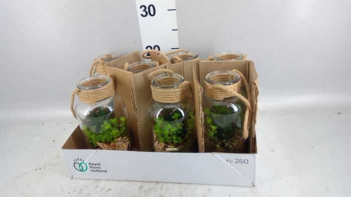 <h4>Arr. Kamerplant Groen L%</h4>