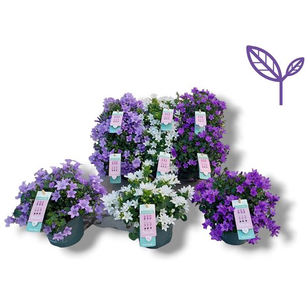 <h4>Campanula Ambella® mix tray2</h4>