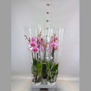 Phalaenopsis   ...mix