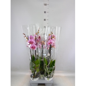 Phalaenopsis   ...mix
