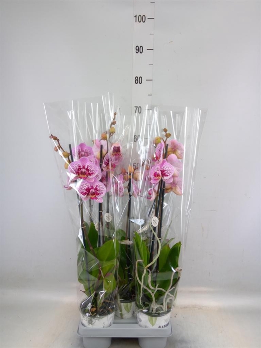 <h4>Phalaenopsis   ...mix</h4>