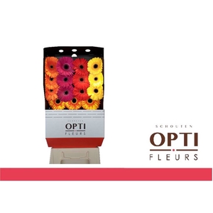 Gerbera Mix Herfst Diamond