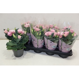 arr8 Eust Julietta Pink