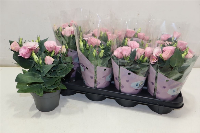 <h4>arr8 Eust Julietta Pink</h4>