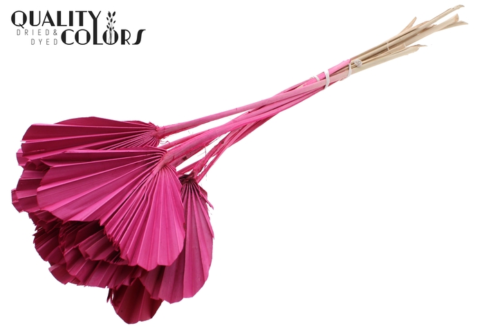 Palm Spear Heart per stem Cerise