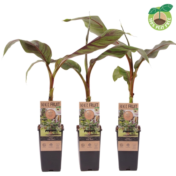 <h4>Musa sikkimensis Ever Red</h4>