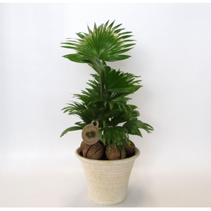 Livistona in hosta big cremé