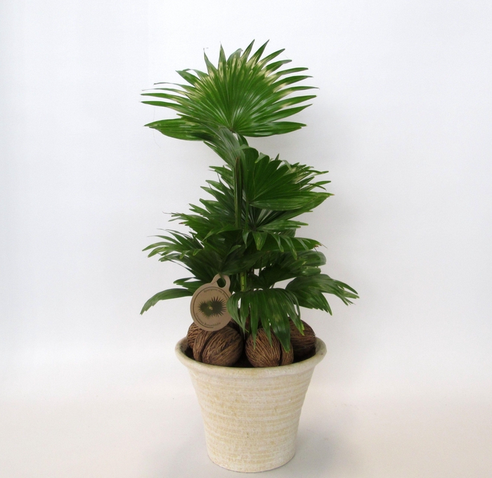 <h4>Livistona in hosta big cremé</h4>