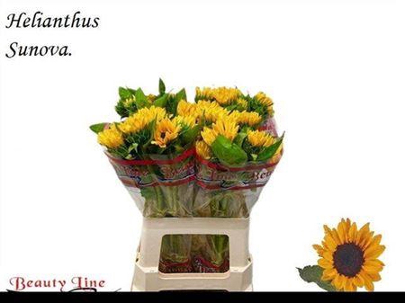 <h4>Heli Sunova</h4>