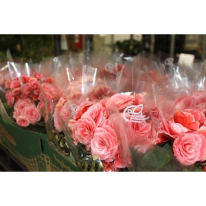 BEGONIA BORIAS P15