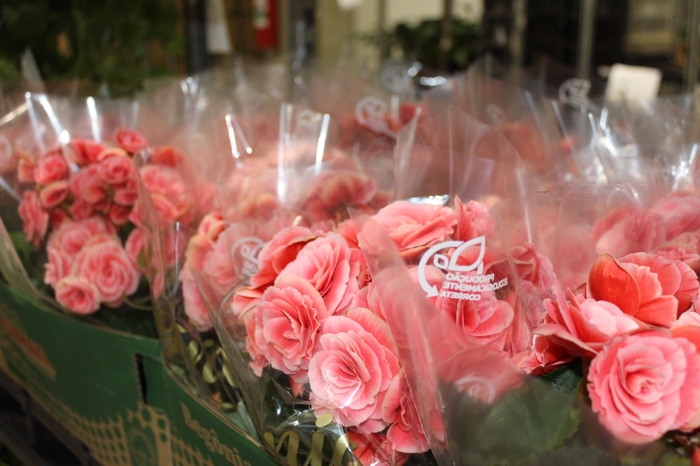 <h4>BEGONIA BORIAS P15</h4>