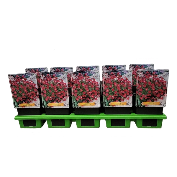 <h4>Saxifraga Pixie Red P11</h4>