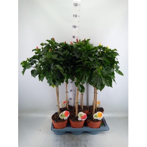 Hibiscus rosa-sin. 'Sunny'  ..mix