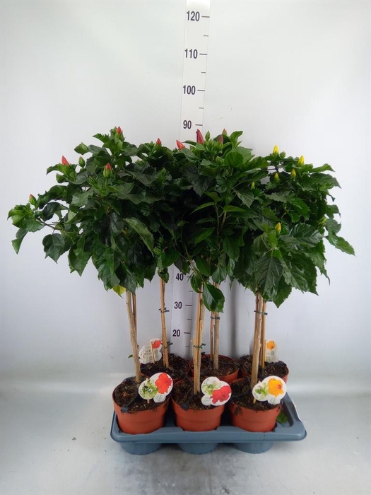 <h4>Hibiscus rosa-sin. 'Sunny'  ..mix</h4>