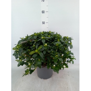 Rhododendron sim.   ...