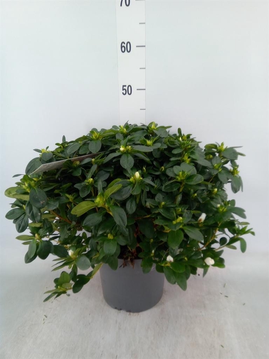 Rhododendron sim.   ...