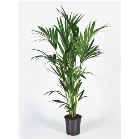 <h4>Howea Forsteriana 150cm (kentia)</h4>