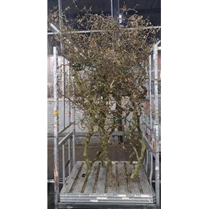 Corylus (6-jarig) Grillig