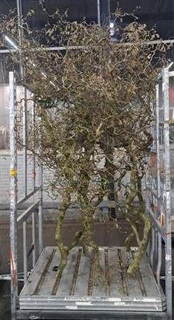 <h4>Corylus (6-jarig) Grillig</h4>